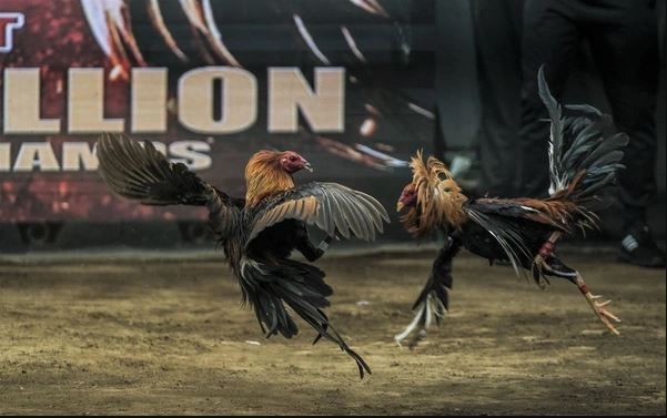 trường gà online